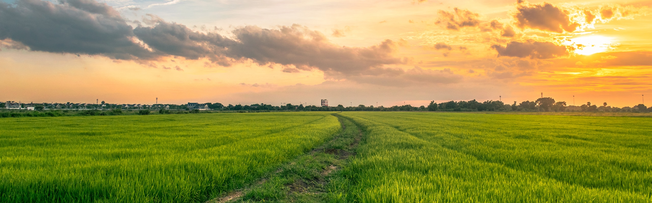 An open field on the sunset (desktop view)